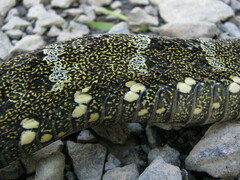 Bothrops taeniatus