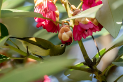 Aethopyga christinae