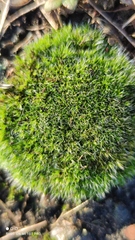 Grimmia pulvinata