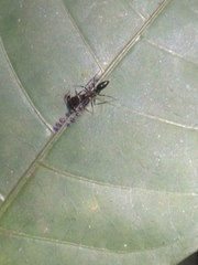 Odontomachus simillimus
