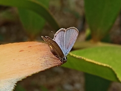 Luthrodes pandava