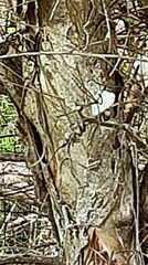 Melaleuca linariifolia