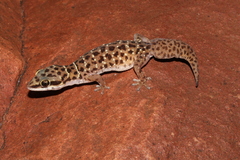 Pachydactylus affinis
