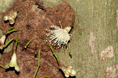 Syzygium cormiflorum