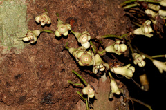 Syzygium cormiflorum