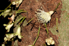 Syzygium cormiflorum