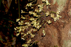 Syzygium cormiflorum