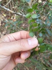 Capparis sarmentosa