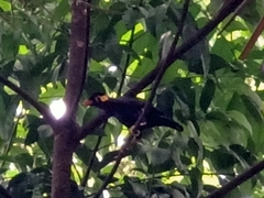 Gracula religiosa