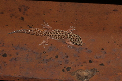 Pachydactylus affinis