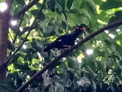 Gracula religiosa