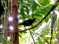 Gracula religiosa