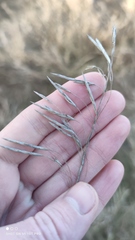 Bromus inermis