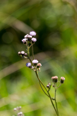Senecio polyodon polyodon