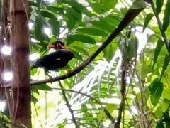 Gracula religiosa