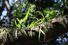 Pyrrosia longifolia