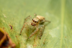 Opisthoncus sexmaculatus