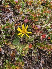 Brachyglottis bellidioides