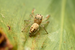 Opisthoncus sexmaculatus