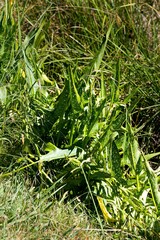 Zantedeschia albomaculata