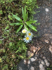 Celmisia spectabilis