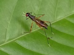 Rainieria antennaepes