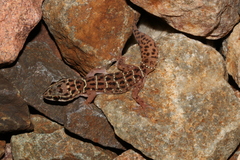 Pachydactylus affinis