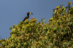 Lophoceros fasciatus