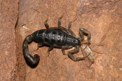Uroplectes flavoviridis