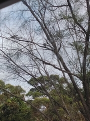 Manorina melanocephala