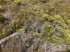 Gleichenia alpina