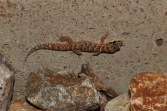 Pachydactylus affinis