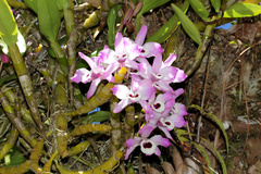 Dendrobium nobile