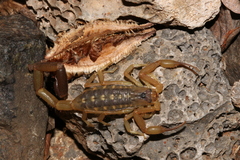 Uroplectes vittatus