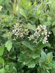 Ligustrum liukiuense