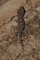 Homopholis walbergii