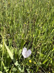 Calochortus uniflorus