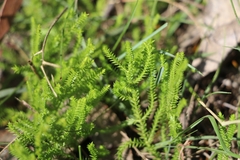 Selaginella uliginosa
