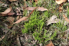 Selaginella uliginosa