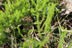 Selaginella uliginosa