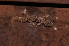 Pachydactylus affinis