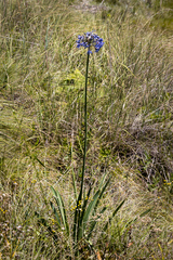 Agapanthus campanulatus