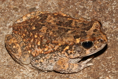Sclerophrys pusilla