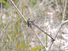 Petalura litorea