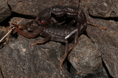 Parabuthus transvaalicus