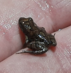 Crinia flindersensis