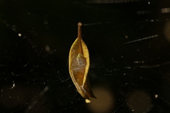 Phonognatha graeffei