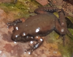 Crinia flindersensis