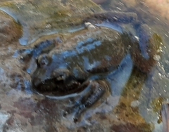 Crinia flindersensis