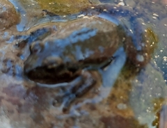 Crinia flindersensis